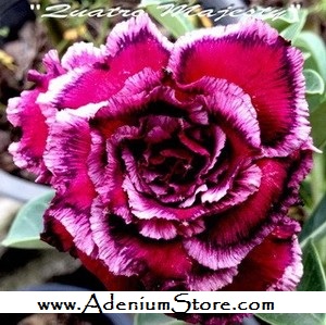 (image for) New Adenium \'Quattro Majesty\' 5 Seeds